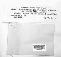 Phacidium gracile image
